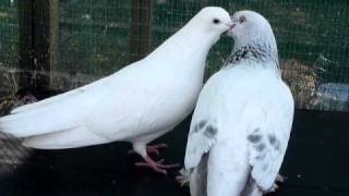 Pigeons kissing and mating [upl. by Weight]