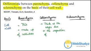 Class 9 NCERT Biology  Ch 6 Tissues  Ex 6 Q 4 Solution [upl. by Sharl]