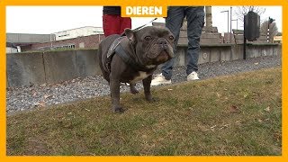 Benauwde hond van Sky 14 moest geopereerd worden [upl. by Deedee521]