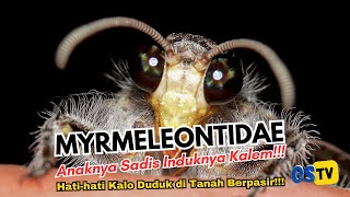 Myrmeleontidae saat bayi ganas Melihat Aksi Luar Biasa UndurUndur yang Menakjubkan [upl. by Asilak]