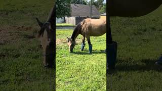 Tops Baby Wiz Grazing In The Sunshine [upl. by Chafee]