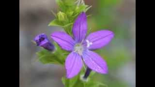 Plant portrait  Venus looking glass Triodanis perfoliata [upl. by Landsman642]