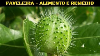 FAVELEIRA  ALIMENTO E REMÉDIO [upl. by Suirad]