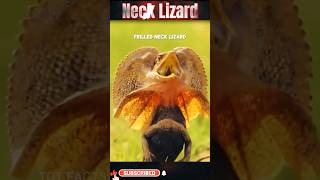 Frilled Neck Lizard ll Australian Lizard ll Animal Bio Facts [upl. by Kalli]