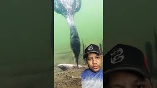 Fishing fishing fish carpfishing nature animals wildlife angling pikefishing snoek [upl. by Beutner]