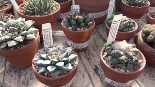 😀 Unique collection of Ariocarpus  California Cactus Center [upl. by Amathiste2]