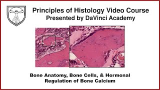 Bone Anatomy Bone Cells amp Hormonal Regulation of Bone Calcium Bone Histology Part 1 of 3 [upl. by Hirz702]