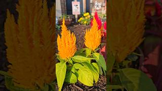 Fall flowers  celosia plumosa  garden Flowers satisfying shorts nature [upl. by Okime357]