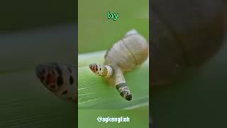 This Snails Not in Control MindControlling Parasite Takes Wheel ParasiteFacts NatureIsWeird [upl. by Cymbre]