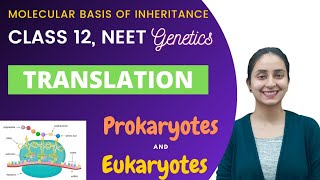 Translation  Class 12  Molecular Basis of Inheritance [upl. by Theta300]