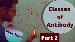 Different Classes of Antibody based on Constant portion of Heavy Chain [upl. by Naujled]