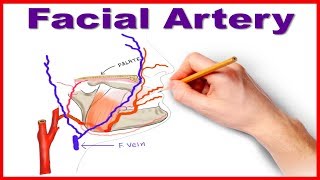 Facial Artery Course and Branches [upl. by Haldas]