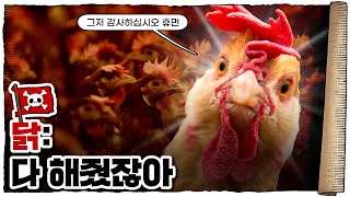 💀 육류계의 ‘신’🐔  💀 닭고기가 무적인 이유 [upl. by Ahsinawt]