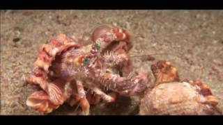 New Incredible footage of hermit crab changing shells with anemones [upl. by Rj]