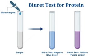 ECZ Biology Biuret and Emulsion Test [upl. by Atinuhs]