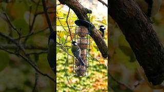 Meisenknödel Futterspender birdwatching birds nature [upl. by Ayoras]