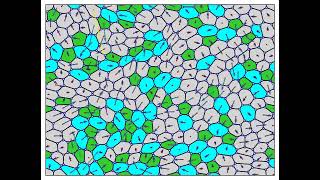 Animation of Active Vertex Model of confluent cell monolayer [upl. by Innattirb]