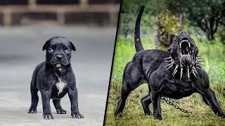 ANTES E DEPOIS DE ANIMAIS CRESCENDO TRANSFORMAÇÕES ANIMAIS INCRÍVEIS [upl. by Olli]