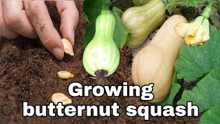 Growing Butternut Squash [upl. by Iliram]