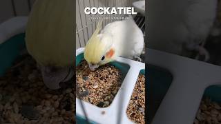 P41 ➡️ Cockatiel 🐦 bird birds [upl. by Adnohsek]