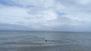 Dolphins of Bribie Island [upl. by Neelahtak]