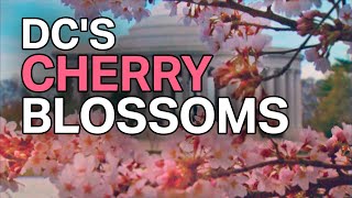 The Story Behind DCs Cherry Blossoms [upl. by Panchito]