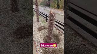 Корчуем пальму грамотно 😇 сочи nature пальмы растения садлайфхаки трудкрут настроение palm [upl. by Anitsej94]