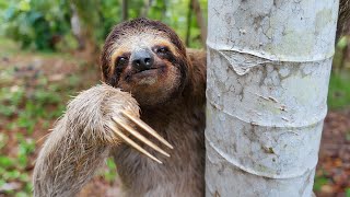 Sloth Facts Surprising Facts And Mysteries About Sloths [upl. by Eugene]