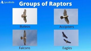 Buteo vs Accipiter vs  How to Identify the Major Groups of Hawks and Raptors for Hawkwatching [upl. by Arley760]