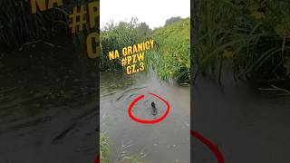 Deszcze niespokojne 🌧️ łowimy dalej 🎣 Na Granicy PZW cz3 fishing wildlife river [upl. by Reteip]