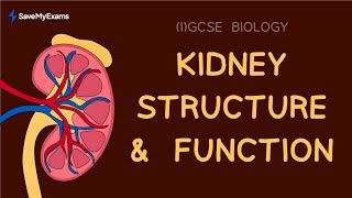 How Kidneys Work in 4 Minutes  Function amp Structure  IGCSE amp GCSE Biology Revision 2024 [upl. by Hannover]