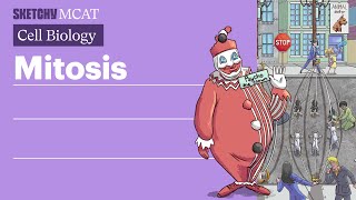 Mitosis Cell Division amp Stages Explained Full Lesson  Sketchy MCAT [upl. by Anawik908]