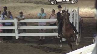 American Saddlebred 5Gaited Horse at the Slow Gait and Rack [upl. by Craven292]