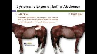 UC Davis Equine Abdominal Ultrasound Technique [upl. by Pestana]