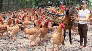 Harvesting Many Chicken Goes To The Market Sell  Raising Chickens and Ducks with corn [upl. by Elimay]