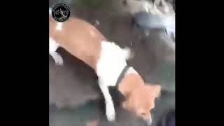 Perro peleando con rata gigante con música de Linkin Park de fondo [upl. by Ayyidas]