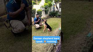 German shepherd learn speak 🙊 training session 274 shorts [upl. by Bolitho]