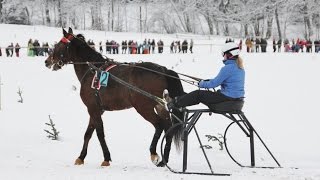 Rasantes Pferdetrapprennen im Schnee in Parsberg  Bayern [upl. by Nodla]