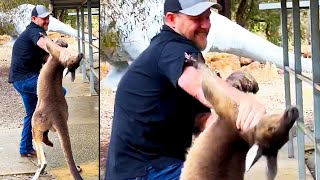 Kangaroo Attacks a Tourist  Ozzy Man Reviews [upl. by Atipul]