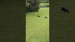 13 week old beagles hunting rabbits [upl. by Lynsey]