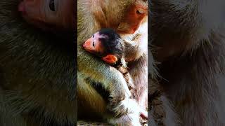 Meet the Adorable Newborn Baby Monkey – Pure Cuteness Overload [upl. by Eenimod]