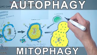 Autophagy Mechanism  Mitophagy [upl. by Eenaej]