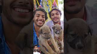 4 Kutte 🐶का birthday 🥳मनाया birthdaydog comedy [upl. by Natam]