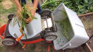 Chop Corn Stalks Using An Electric Lawn Mower [upl. by Skinner]