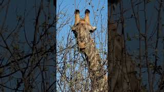 Giraffe tongue action safari southafrica giraffe pilanesberg travel [upl. by Livvy]