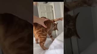 Hilarious Cats Doing the Dumbest Things – Try Not to Laugh 🐱🤣funnycats [upl. by Shieh382]