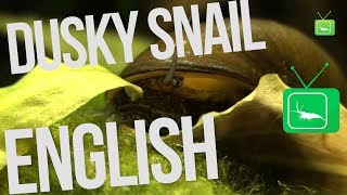 Dusky Snail  Neritina puligera Snail  Snail  GarnelenTv [upl. by Denby]