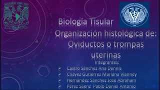 Oviducto histologia [upl. by Leibman85]