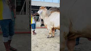 Biggest American Brahman Bull mr v8 962  7 from Sadeeq Agro Brahman Ranch  Biggest Cow 2024 [upl. by Ayotna]