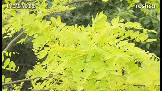 Lacacia doré Robinia pseudoacacia Frisia [upl. by Tod]